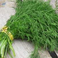 Green Dill
