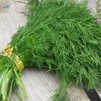 Green Dill