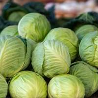 Cabbage