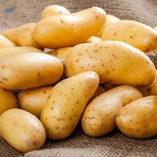 Potato