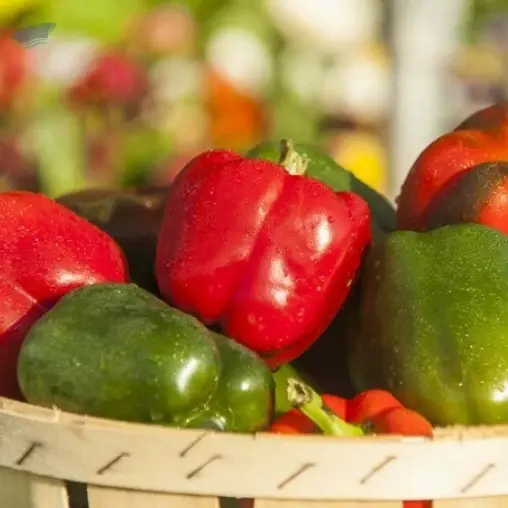 Bell Pepper