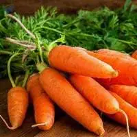 Carrot
