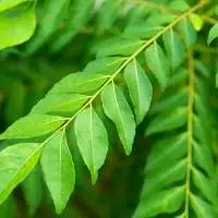 Curry Leaves