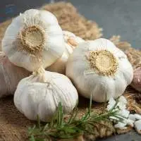 Garlic