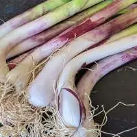 Green Garlic