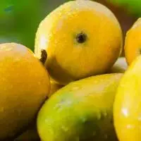 MangoÂ  (Seasonal)