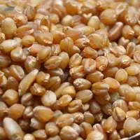 Whole Wheat Sihori