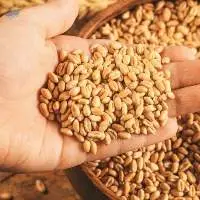 Whole Wheat Tukdi