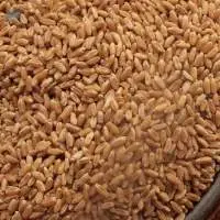 Whole Wheat Bhalia