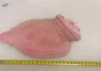 Frozen Pork Ear/ Pork Ear Flap