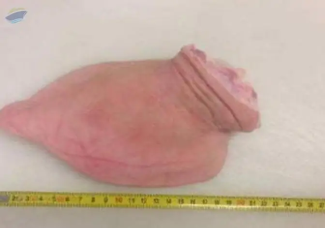 Frozen Pork Ear/ Pork Ear Flap