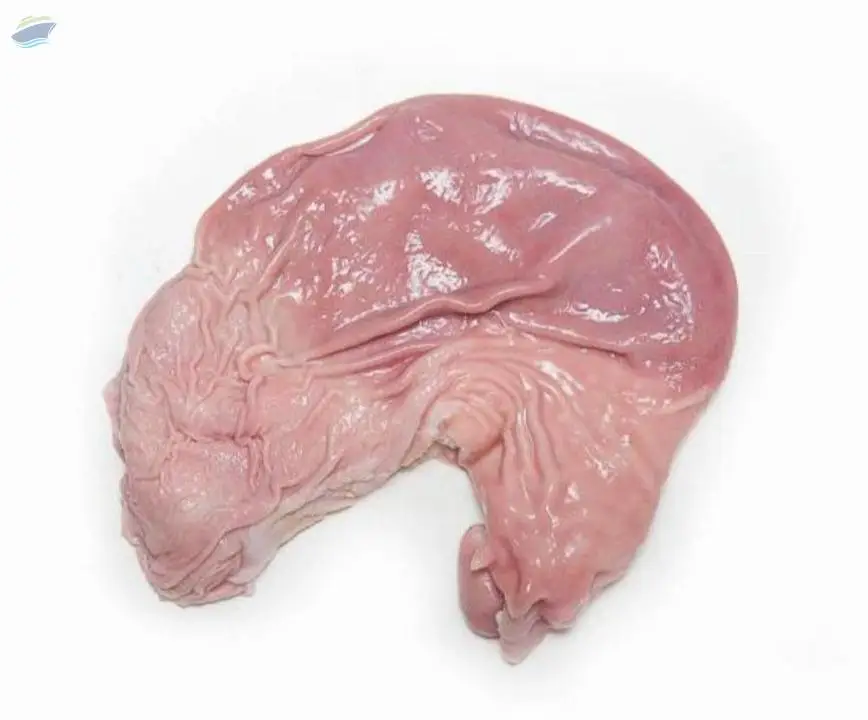 Frozen Pork Stomach