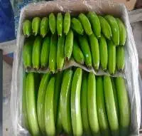 Fresh Green Cavendish Banana