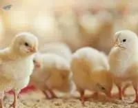 Broiler Pre Starter Feed