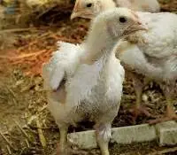 Broiler Grower Feed