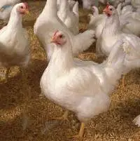 Broiler Finisher Feed