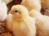 Layer Chick Feed