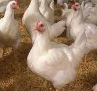 Egg Layer Feed Phase -2