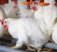 Chick Developer Feed