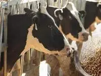 Basic Milking Cattle Feed