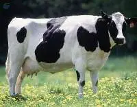 High Energy Cattle Feed
