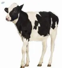 Calf Cattle Feed