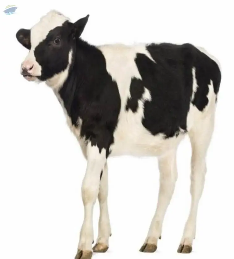 Calf Cattle Feed