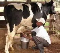 High Yielder Dairy Cattle Feed