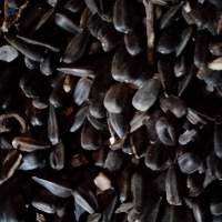 Sunflower Oil
