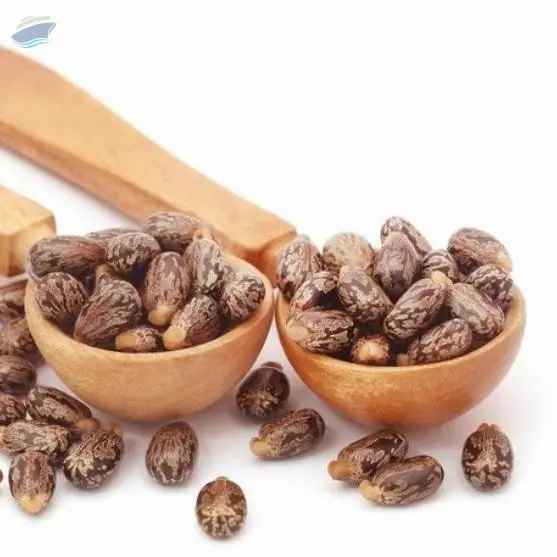 Castor Seed