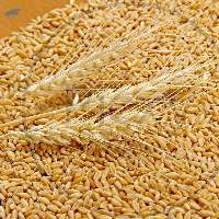 Wheat Seed