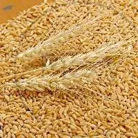 Wheat Seed
