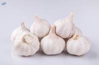 Garlic (Fresh)