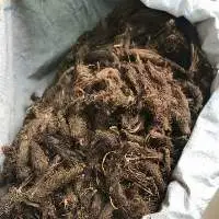 Jatamansi
