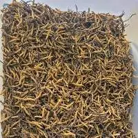 Cordyceps