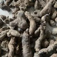Himalayan Ginseng