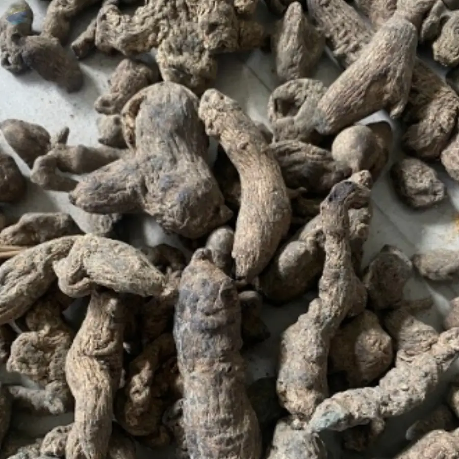 Himalayan Ginseng by Bhutan Herb Exporter. Supplier from Bhutan
