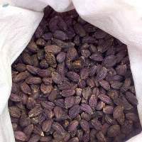 Large Cardamom (Amomum subulatum)
