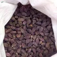 Large Cardamom (Amomum subulatum)