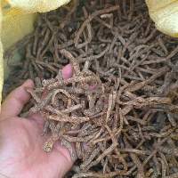 Picrorhiza Kurroa