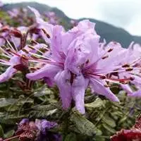 Bristly Rhododendron