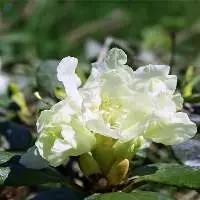 Dwarf Rhododendron