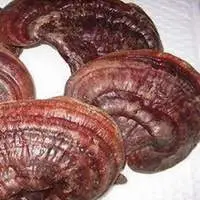 Ganoderma