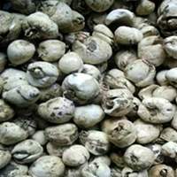 Himalayan Onion