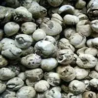 Himalayan Onion
