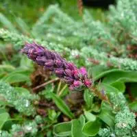 Rosy False Tamarisk