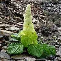 Sikkim Rhubarb