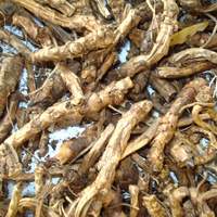 Small Bitter Root