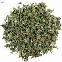 Stinging Nettle Plant