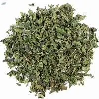 Stinging Nettle Plant